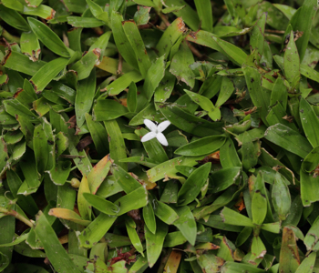 Virginia buttonweed is good for chickens but not humans