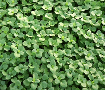 chickweed is edible but isn't purslane