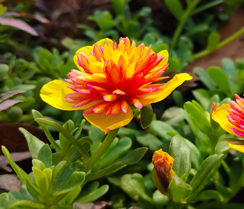close up of cinderella purslane