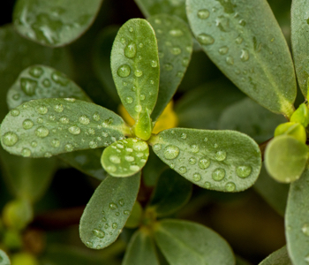 close up of common purslane