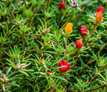 grandiflora purslane with multi-colored flowers
