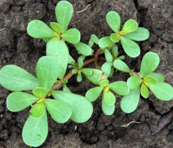 clos eup of green purslane