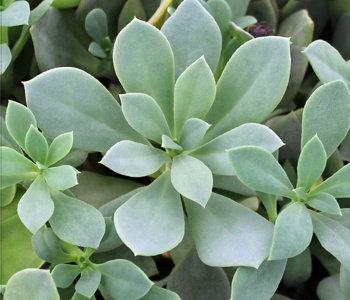 close up of rock purslane leaves