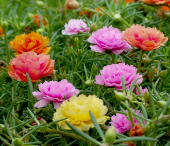 field of moss rose in bloom
