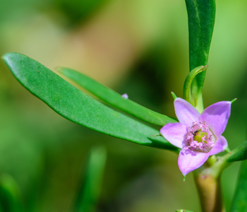 close up of shoreline purslane with single flower