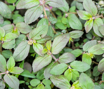 spurge looks a bit like purslane and is poisonous