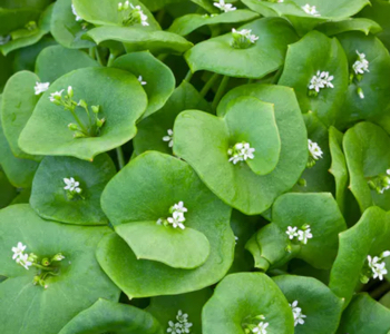 close up of winter purslane with flowers